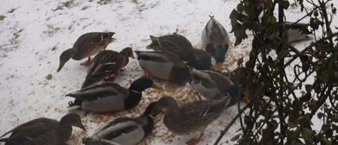 Mallards.jpg