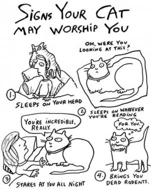 cat joke 6.jpg