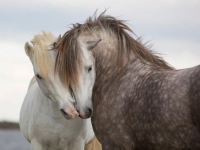 Photographic Print_ A Pair of Horses Kissing with their Heads Leaning on One Another by Tim_Bo...jpg
