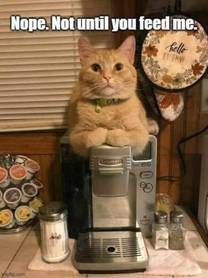 Friday Funnies_ Comical Cat Memes To Help You Get Through The Last Workday Of The Week.jpg