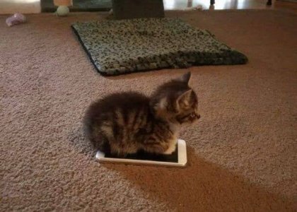 cat phone.jpg