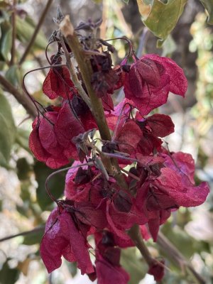 IMG_1017.jpeg