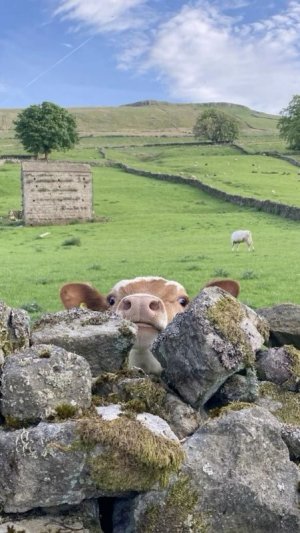 🐮.jpg