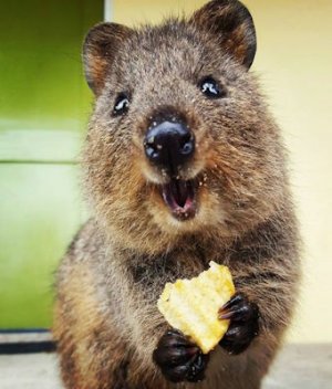 Quokka @.jpg