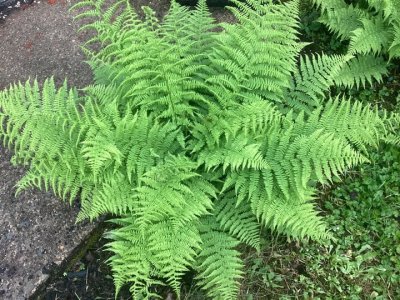 IMG_1030.jpeg