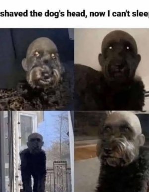 shaveddogshead.jpg