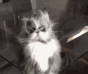 1737979350040.gif