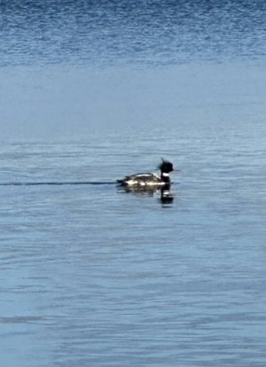 IMG_9760.jpeg