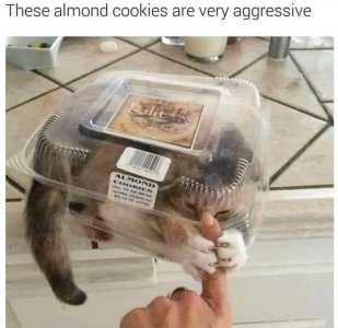 cat3.jpg