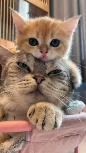 cattitude mom.jpg