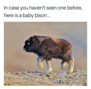 animal8.jpg