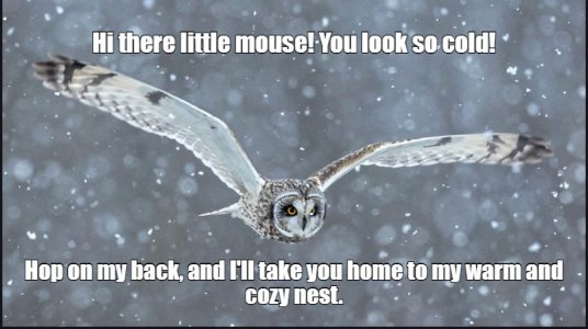 owl.jpg