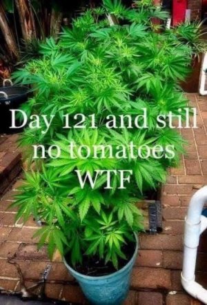 IMG_0419.jpeg