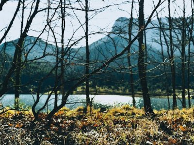 free-photo-of-serene-forest-landscape-with-lake-view.jpeg
