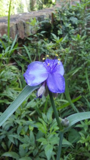 Oyster Flower.jpg