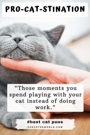 Best-cat-puns-8.jpg