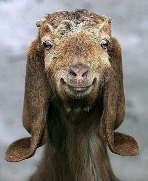 smilinggoat.jpg