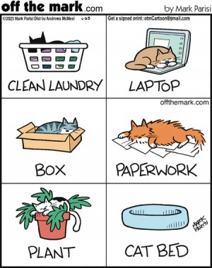 cat joke 45.jpg