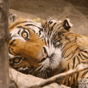 tumblr_d12f7ada03c606b6d90ca0024c99098d_95dcc64d_400.gif.gif