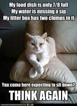 d048c25dde2bca02b6f2dee660366e3f--kitty-cats-kittens.jpg