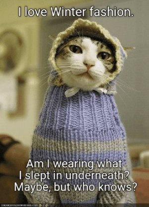 cat.jpg