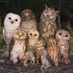 Owls @.jpg