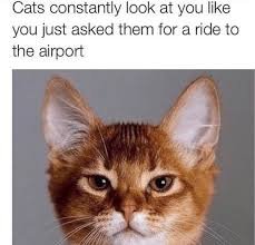 cat airport.jpg