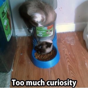 curiosity.jpg