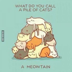 032128e4b82d35175f6a059f356d704c--cat-puns-cat-jokes.jpg