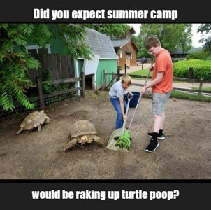 turtle.jpg