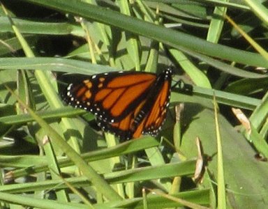 IMG_7464.JPG