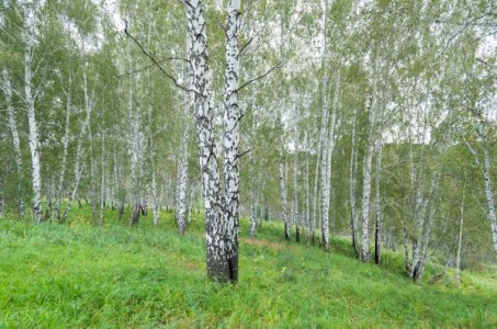 free-photo-of-serene-birch-forest-in-springtime.jpeg