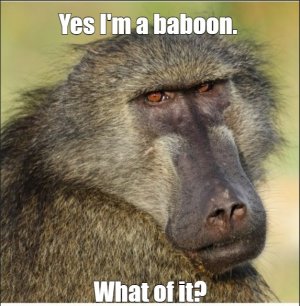 baboon.jpg