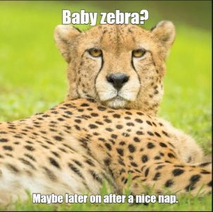 cheetah.jpg