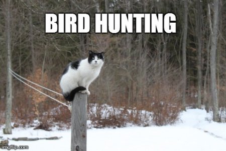 birdhunting.jpg