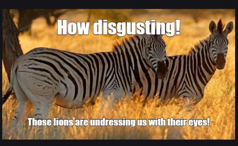 zebras.jpg