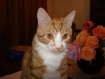 jeffs kitty tiger.jpg