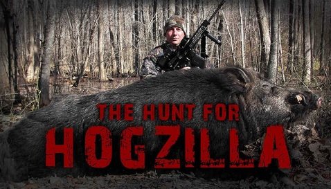 hogzilla.jpg hogzilla.jpg