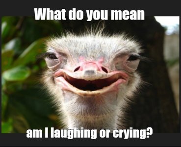ostrich.jpg