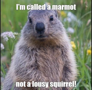 marmot.jpg
