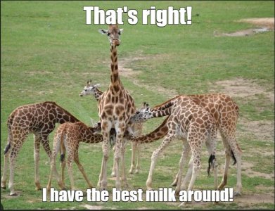 giraffe.jpg