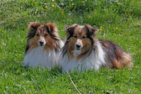 brown dogs.jpg