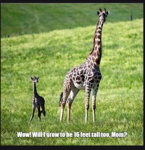 giraffes2.jpg