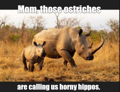rhino.jpg