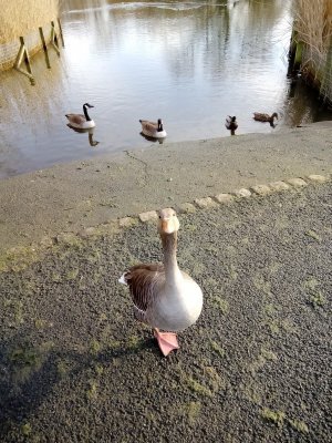 Duck 1.jpg