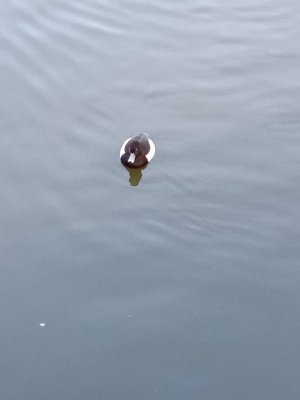 Duck3.jpg