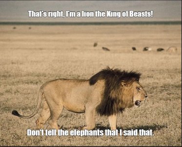 Lion.jpg