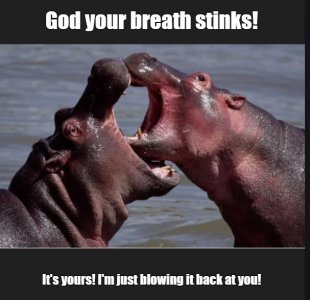 hippos.jpg