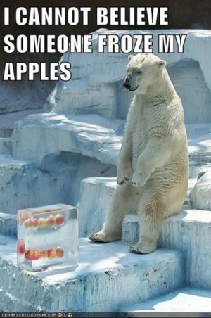 40-Funny-Animal-Memes-32.jpg