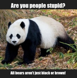 panda.jpg